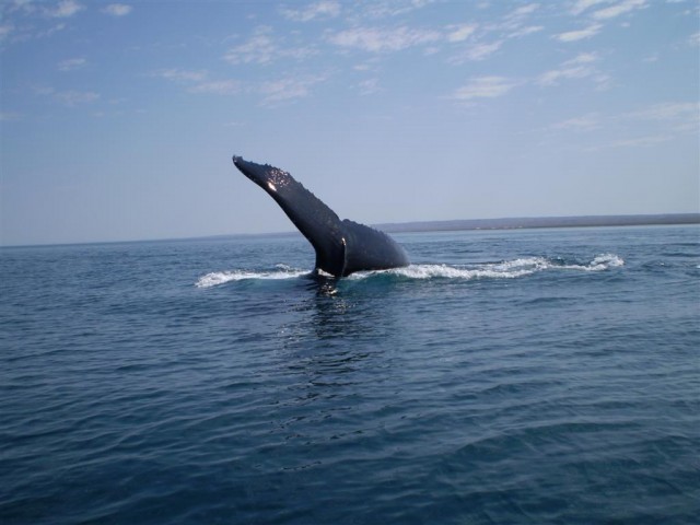 Up close and personal with the whales